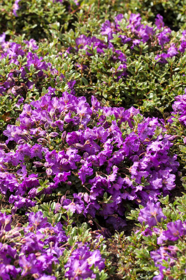 Blandet rhododendron