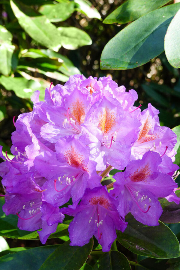 Violet rhododendron