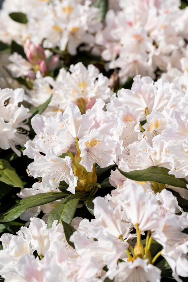 Hvid Rhododendron