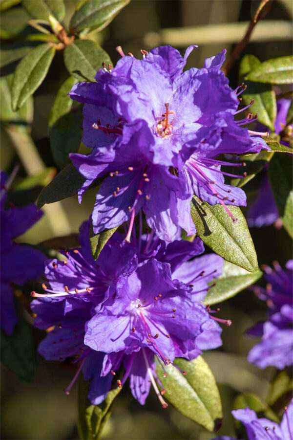 Dverg rhododendron