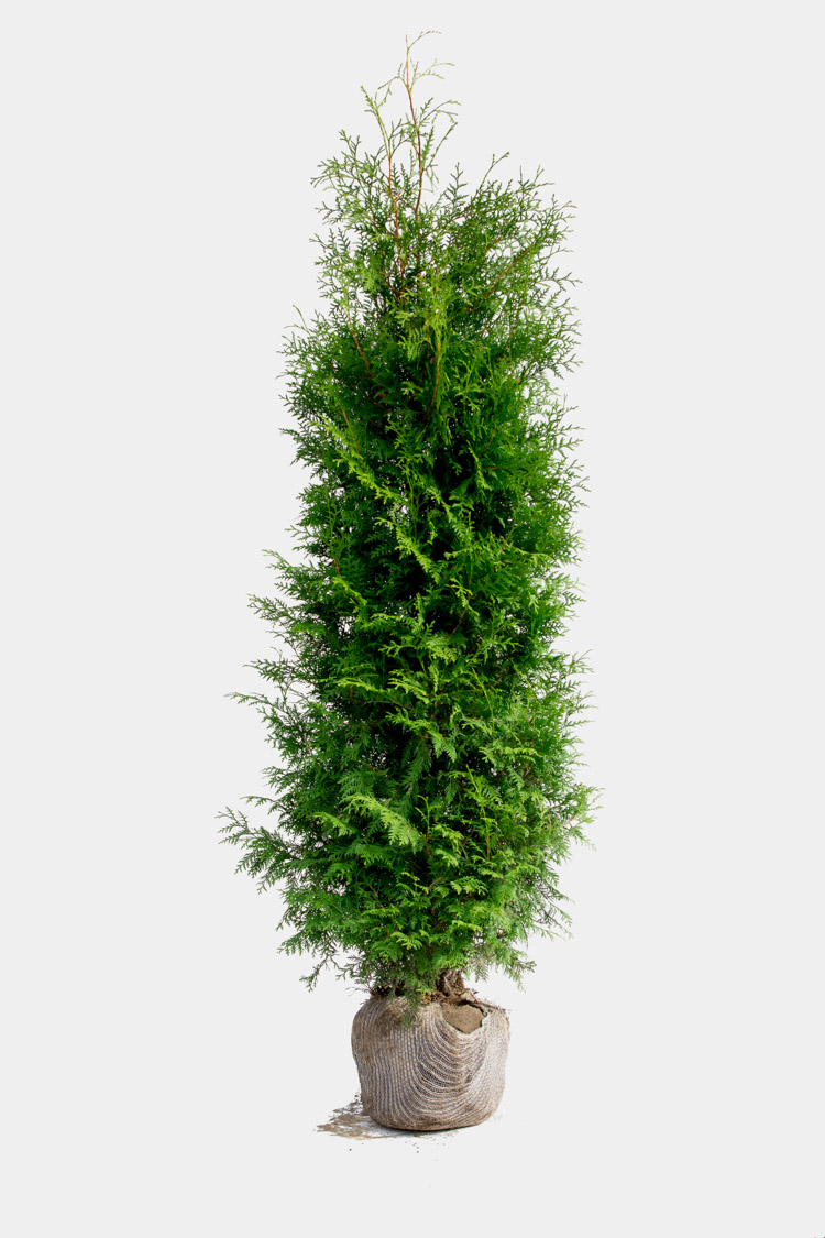 Velgrenet hækplante Thuja Brabant 200cm