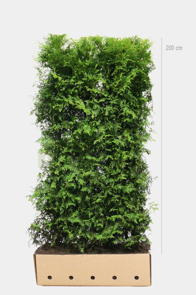 Færdige hækelementer Thuja Brabant 200cm