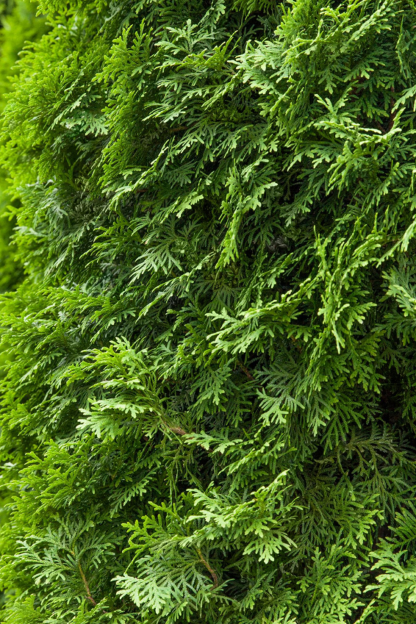 Thuja Columna