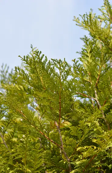 Kæmpethuja