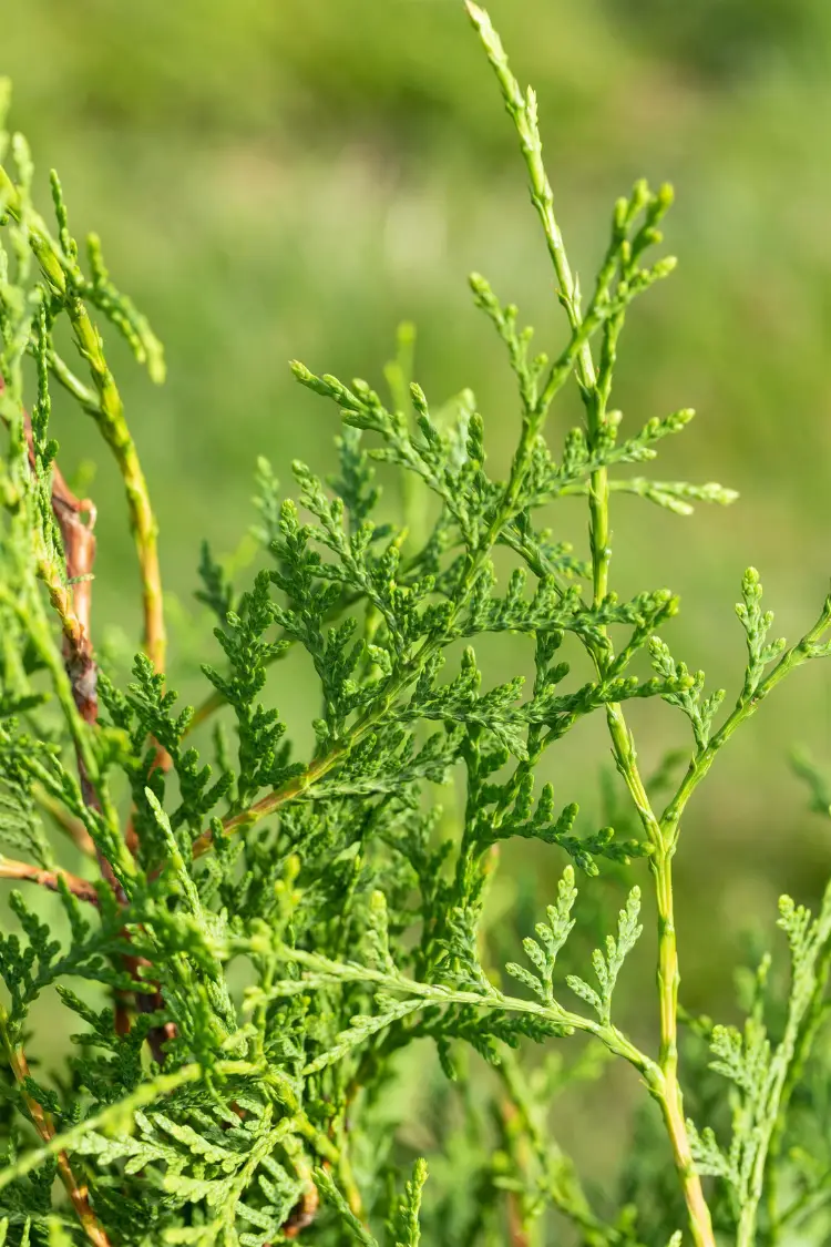 Thuja Brabant