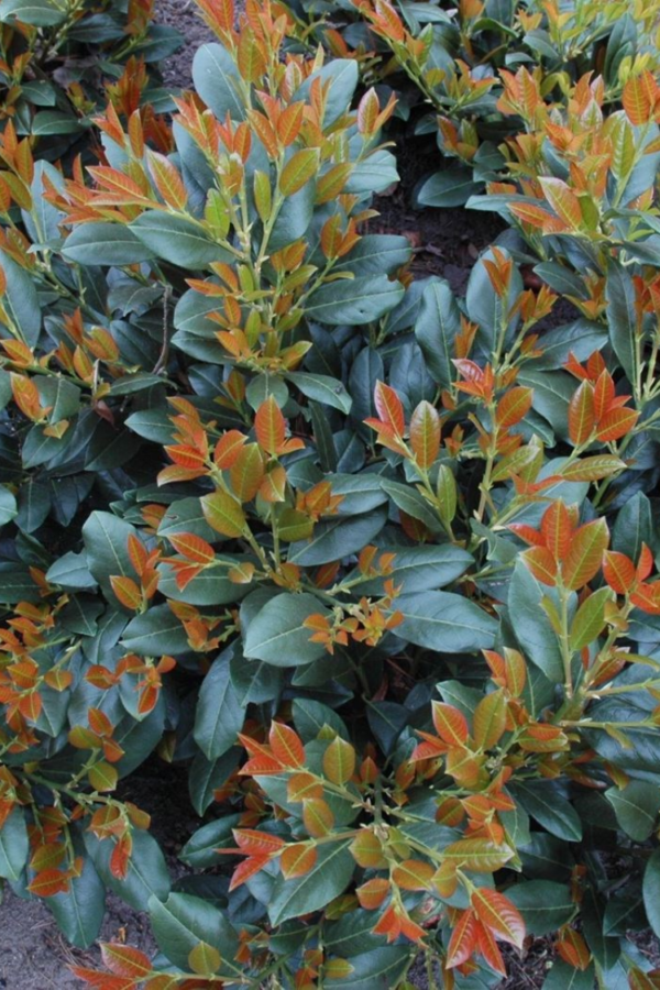 Laurbærkirsebær Titan