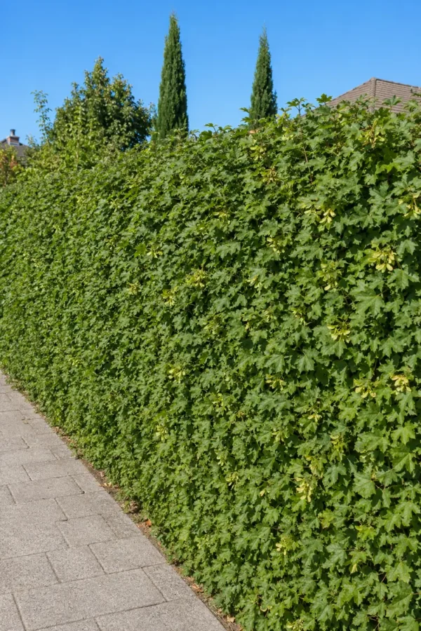 Naur Færdig hæk Vel forgrenet 250cm - Billede 3