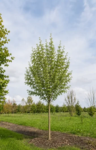 Naur Færdig hæk Vel forgrenet 250cm