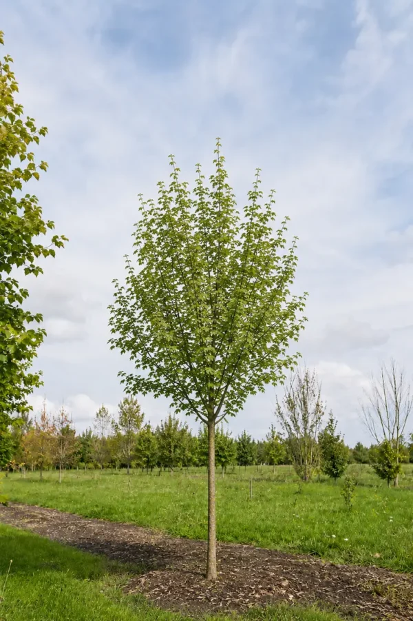Naur Færdig hæk Vel forgrenet 250cm