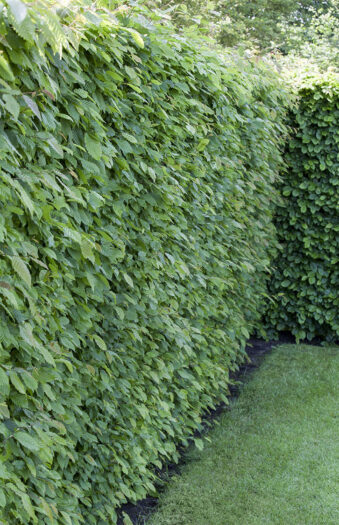 Almindelig bøg | Plantinavia