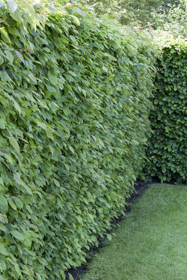 Almindelig bøg | Plantinavia