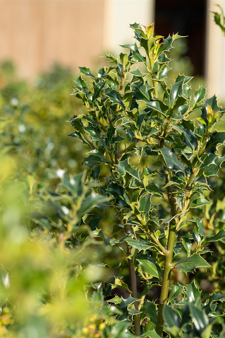 Almindelig kristtorn Alaska