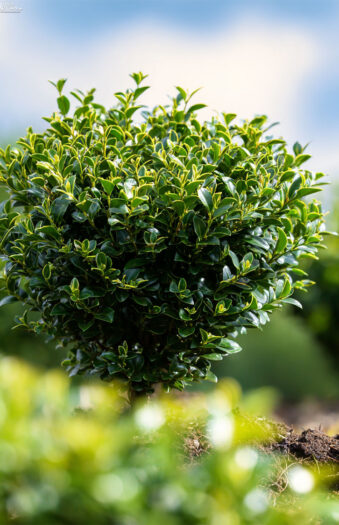 Japansk kristtorn 'Convexa' Vel forgrenet | Plantinavia