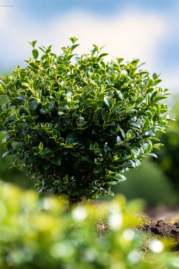 Japansk kristtorn 'Convexa' Vel forgrenet | Plantinavia