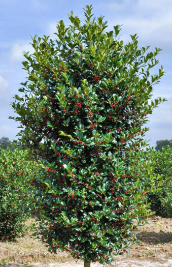 Kristtorn-Heckenfee-Faerdig-haek-Vel-forgrenet