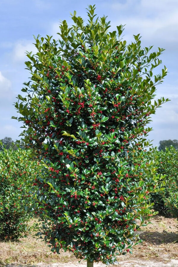 Kristtorn-Heckenfee-Faerdig-haek-Vel-forgrenet