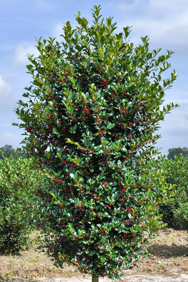 Kristtorn-Heckenfee-Faerdig-haek-Vel-forgrenet