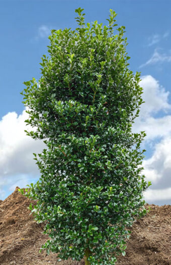 Kristtorn Heckenstar Vel forgrenet | Plantinavia