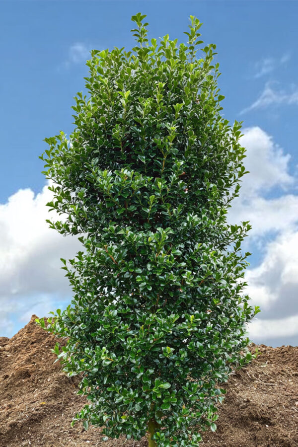 Kristtorn Heckenstar Vel forgrenet | Plantinavia