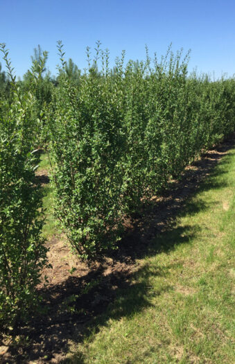 Ligustrum Atrovirens