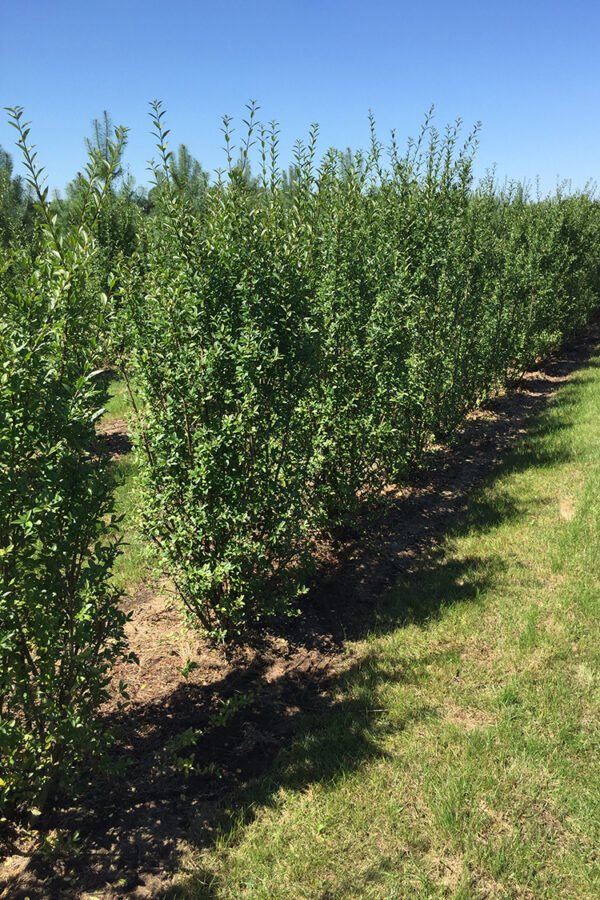 Ligustrum Atrovirens