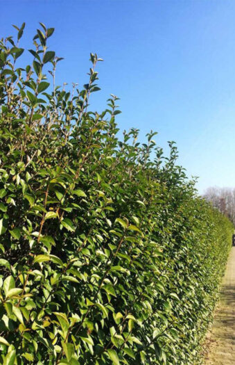 Storbladet liguster Rodklump Outlet 125cm