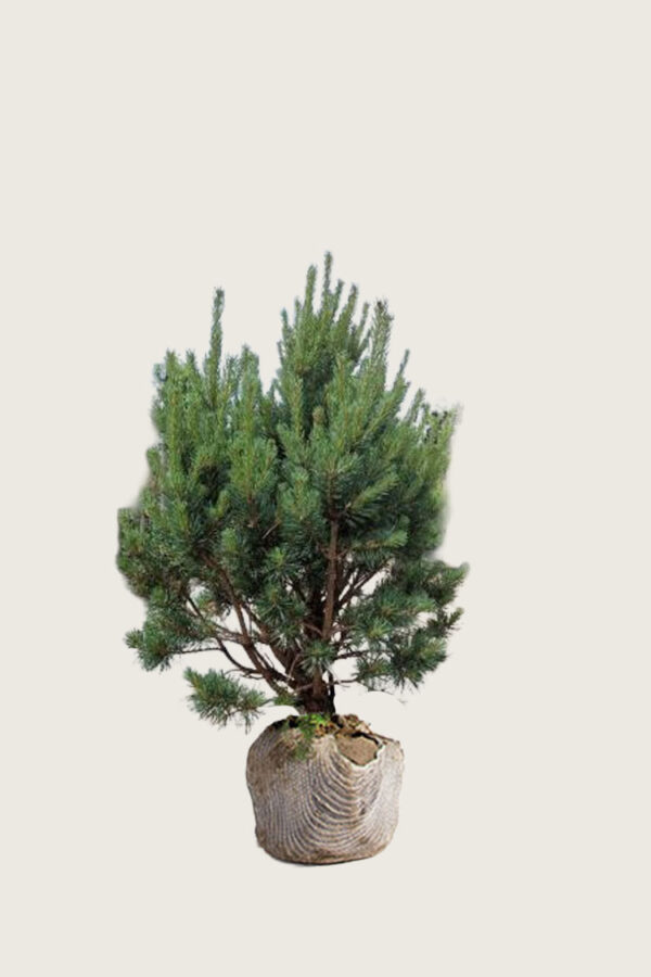 Skovfyr Rodklump Vel forgrenet | Plantinavia