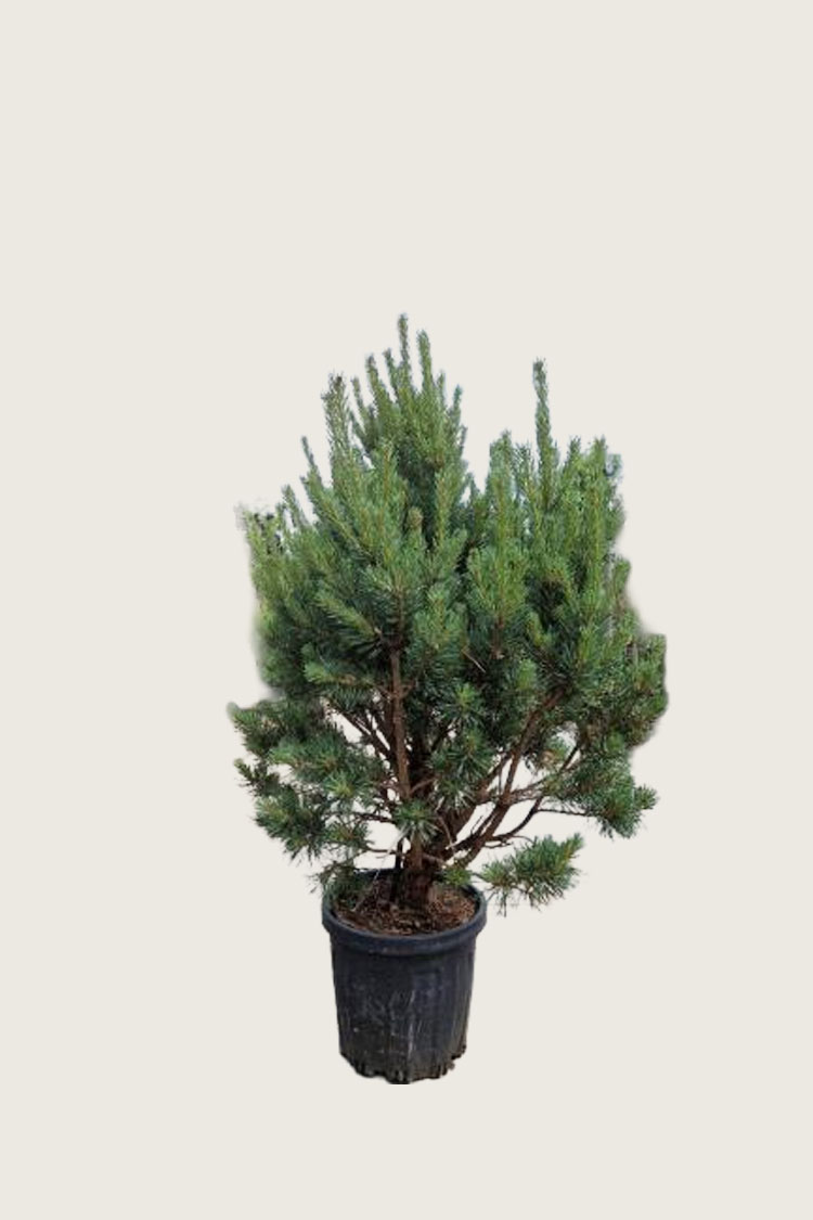 Skovfyr Potte Vel forgrenet | Plantinavia