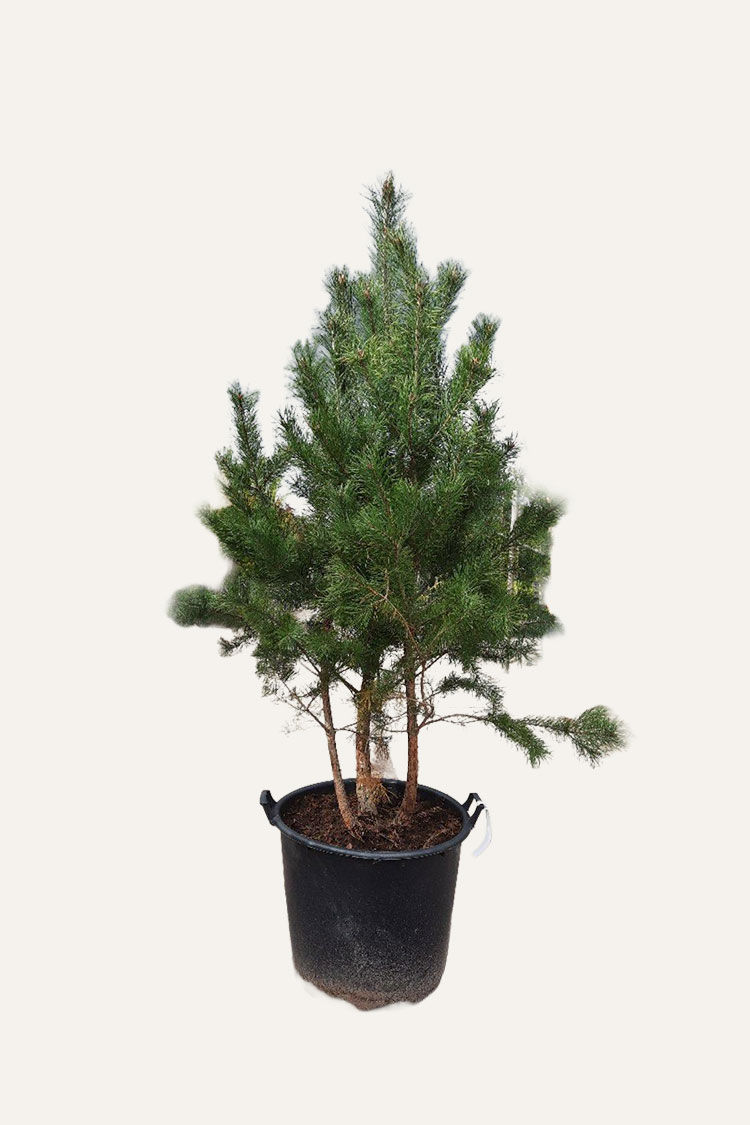 Skovfyr Potte Vel forgrenet