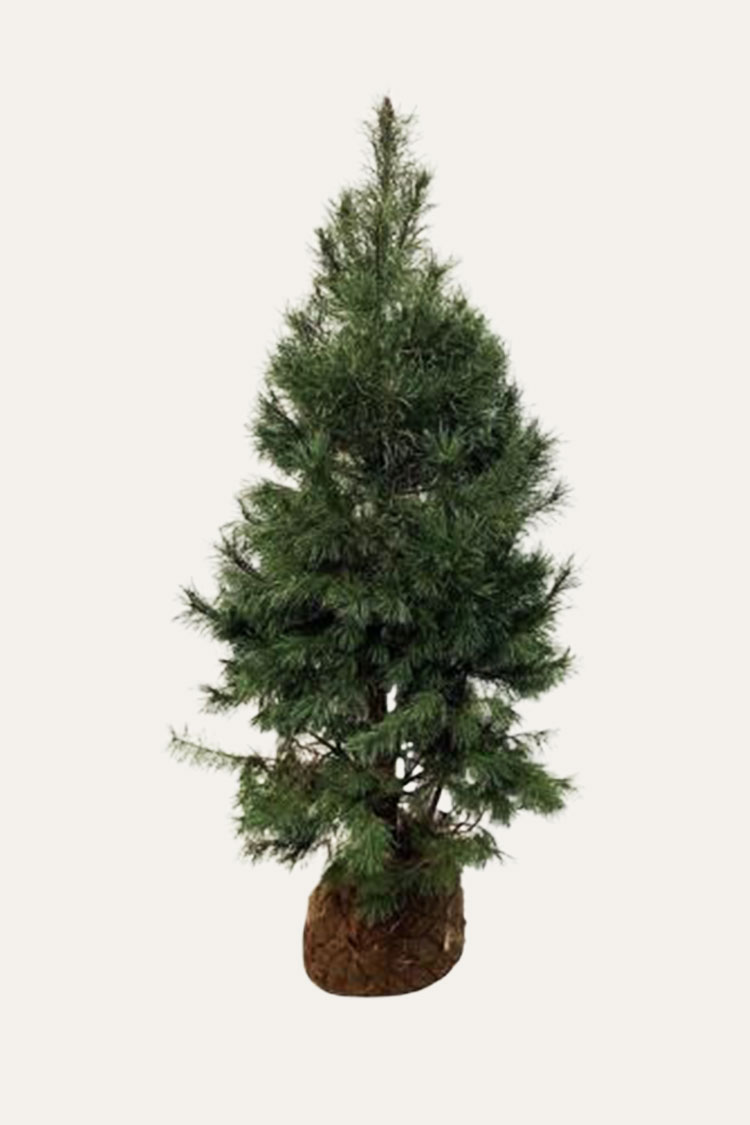 Skovfyr Rodklump Vel forgrenet | Plantinavia