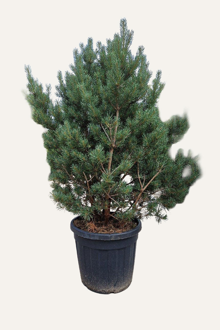 Skovfyr Potte Vel forgrenet