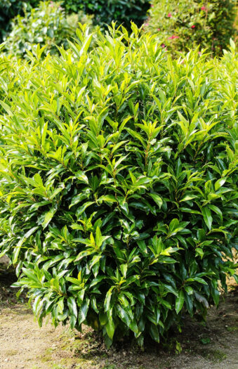 Laurbærkirsebær Caucasica Vel forgrenet | Plantinavia