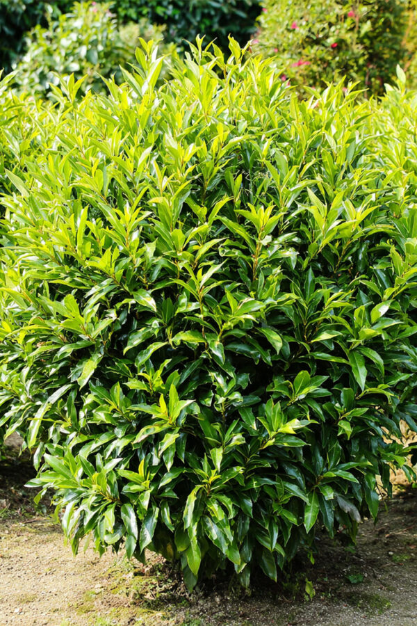 Laurbærkirsebær Caucasica Vel forgrenet | Plantinavia