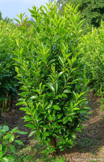 Laurbærkirsebær Elly Vel forgrenet | Plantinavia