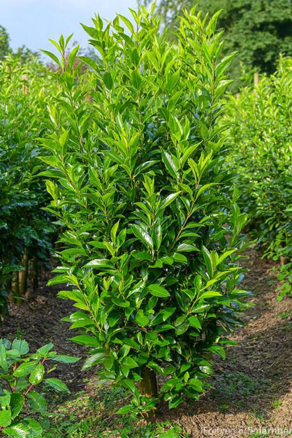 Laurbærkirsebær Elly Vel forgrenet | Plantinavia