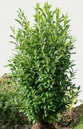 Laurbærkirsebær Genolia Vel forgrenet | Plantinavia