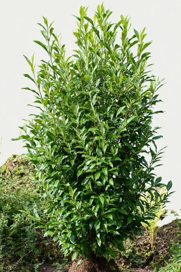 Laurbærkirsebær Genolia Vel forgrenet | Plantinavia