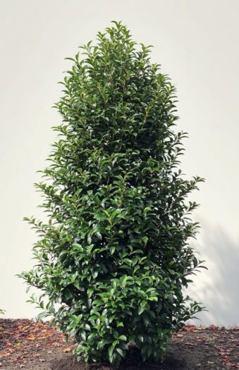 Portugisisk laurbærkirsebær angustifolia