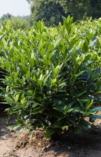 Laurbærkirsebær Otto-Luyken