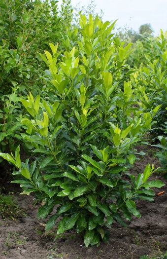 Laurbærkirsebær Rotundifolia Vel forgrenet | Plantinavia