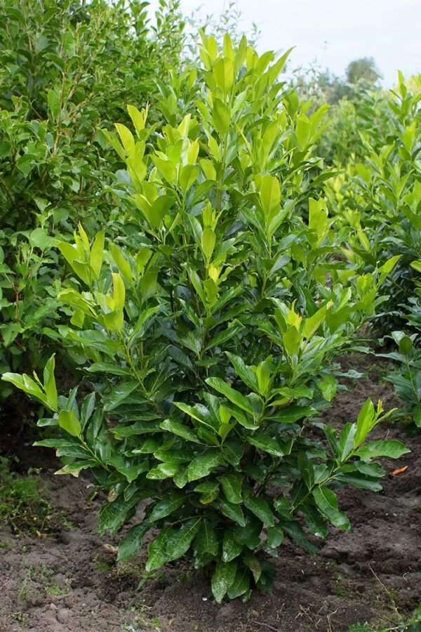 Laurbærkirsebær Rotundifolia Vel forgrenet | Plantinavia