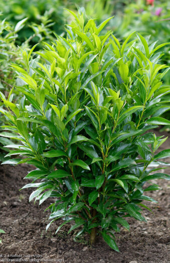 Laurbærkirsebær Titan