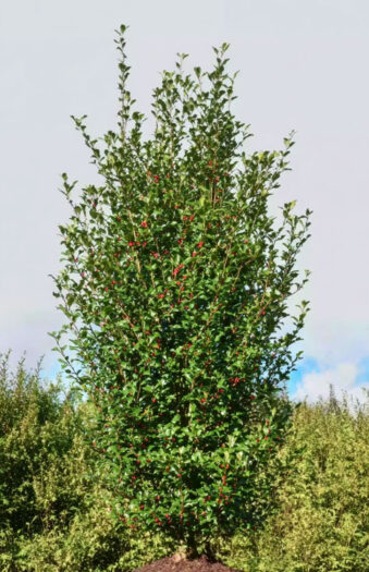 Almindelig kristtorn Alaska Vel forgrenet | Plantinavia