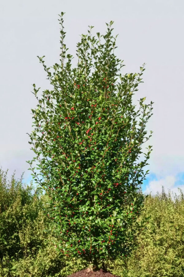 Almindelig kristtorn Alaska Vel forgrenet | Plantinavia