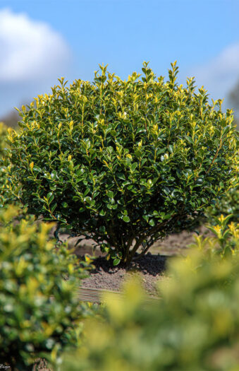 Japansk kristtorn 'Blondie' Vel forgrenet | Plantinavia