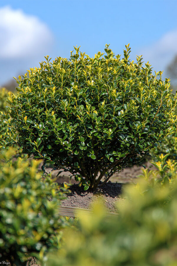 Japansk kristtorn 'Blondie' Vel forgrenet | Plantinavia