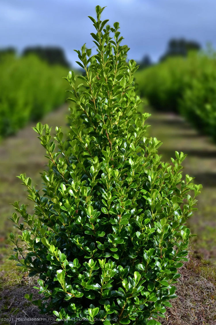 Japansk kristtorn 'Caroline Upright' Vel forgrenet | Plantinavia