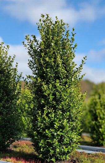 Japansk kristtorn 'Green Hedge' Vel forgrenet | Plantinavia