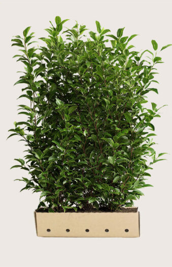 Laurbærkirsebær Caucasica Vel forgrenet | Plantinavia