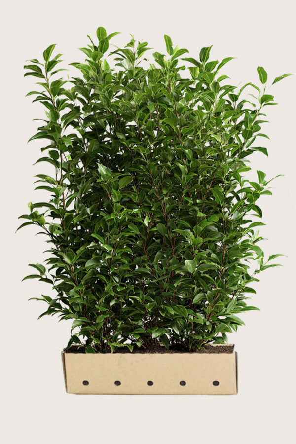 Laurbærkirsebær Caucasica Vel forgrenet | Plantinavia